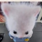 <b>니</b>네 <b>남친</b>이 머라부름