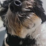 강아지들 원래 <b>시치미</b> 잘 떼?