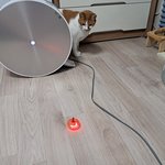 나의 동거묘 <b>도칠</b>이 새로운 장난감??