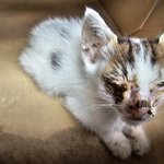 추가++양심이 자랑 봐주라 <b>feat</b>. 길아가냥