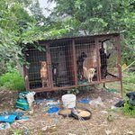 강아지들 때문에 잠못이룹니다. 도와주세요..