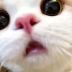 연준이는 왜<b>이리</b> 고양이를 닮은걸까