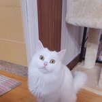 웅냐<b>옹</b> 1세
