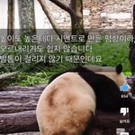 이게 뭐야????서서히 푸바오 죽이기 들어간 ㅈㄱ
