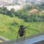 [19] 나 여고다니는데 남미새인듯....