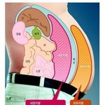 인간 신체가 <b>보유</b>한 S급 기능 중 하나