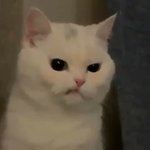 [댓글부탁해] 나 방금 구글에 내 <b>성씨</b> 서치했다가 놀람
