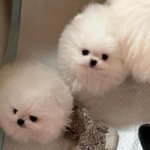 하루에 <b>양치</b> 세번 안 하면 인간 아니라는 아이돌