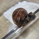 [달팽이] <b>중국</b>에서 날아온 달팽이?