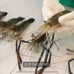 <b>새우</b> 너무 징그럽지않냐