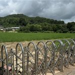 폐교 운동장 통째로 뒤집고…마을 이장은 모를 심어버렸다