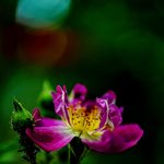 [사진] 찔레<b>장미</b>