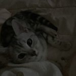 실시간 우리집 고양이 <b>보여</b>드림
