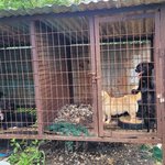 뜬장 강아지땜에 잠못이룬다는 사람입니다 -후기-