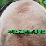 [이것좀봐줘] 헉... 푸바오 온몸에 <b>벼룩</b> 진드기 뒤덮여