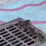 파리 올림픽으로 드립치고있는 것 = 쥐