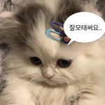 [댓글부탁해] 너네같으면 머리자를거임??