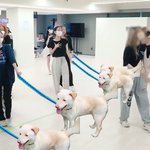 [모두드루와] <b>르</b>시라<b>핌</b> 다큐보고 느낀점