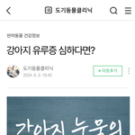 강아지 <b>눈물자국</b> 꿀팁 공유