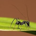 진짜 개미같이 생긴 메뚜기