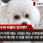 최근에 이슈된 130살 강아지