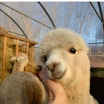 카트드리프트 <b>조재윤</b> 운명 섭종인가?