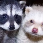 [댓글부탁해] <b>독실</b>한 크리스쳔들은