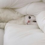 카트드리프트 <b>조재윤</b> 운명 섭종 이네