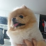 이름은 죠리퐁 <b>포메</b> 4살 입니다 우리강아지 이쁘죵?