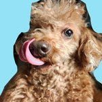 울애기 코 <b>츄</b>릅! 장군이 혀 길당