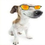 신발 좀 비싼거vs싼거