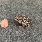 길에서 <b>두꺼비</b>봤아