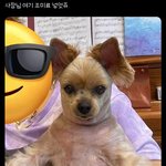 일본 여행 카페에 일뽕들 개많네