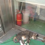 [드루와] 동네 길고양이 날마다 찾아온다