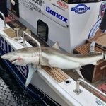 “상어 봤다” 제주 앞바다서 또 <b>출몰</b> 신고…올여름 ‘5번째’