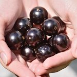 [군대] Jabuticaba