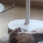 <b>강쥐</b> 잠자