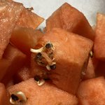 [꼭조언부탁] 아니 <b>수박</b>에서 싹이 핌