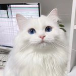 얘드라 이 고양이 <b>내</b>가 본 냥이들중에 젤 이쁜듯