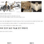 인간이 생리를 하도록 <b>진화</b>한 이유