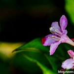 [사진] 삼색병꽃<b>나무</b>