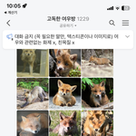 고독한 <b>여우</b>방 들갔는데 개귀여움