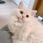 부모님 결혼 이렇게 말하는 사람 있냐
