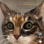 와 <b>이</b> 고양이 <b>눈</b> 봐...