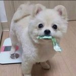 모 오쩌라구