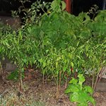 아파트<b>화단</b>을 개인텃밭으로 쓰고있는데 의견좀 내주세요