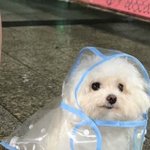 코<b>필러</b> 맞고옴