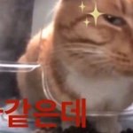 지금 멜론쓰는데 <b>애플</b>뮤직으로 갈아탈까