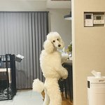 근데 <b>푸들</b> 무섭지않냐