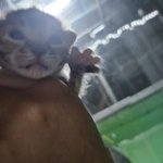 우리 <b>삼순</b>이가 39일 됐어욤